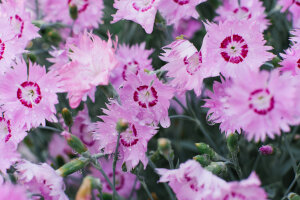 Dianthus Pink Feather